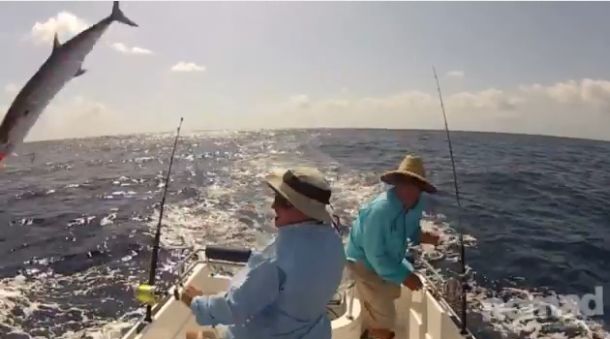 VIDEO: Crazy leaping mackerel!